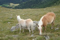 Unsere Pferde auf der Alm